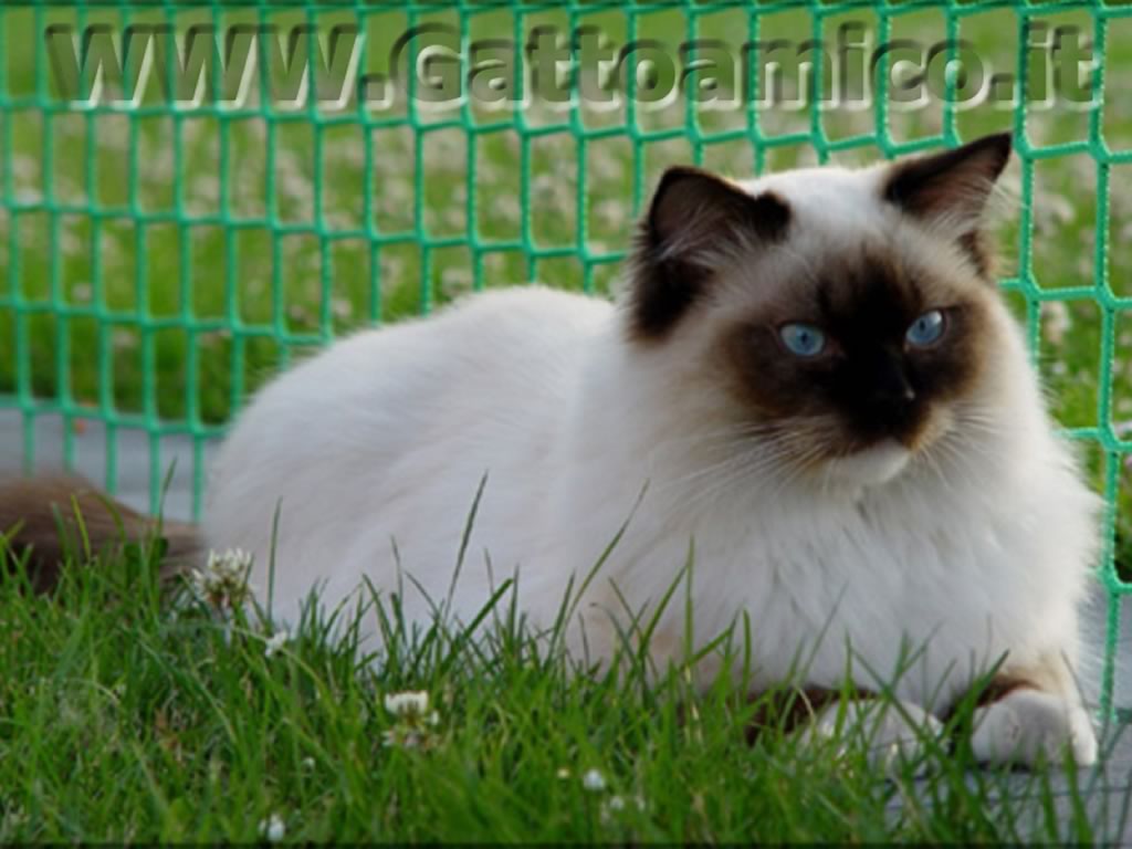 Cuccioli Ragdoll disponibili Allevamento Ragdoll